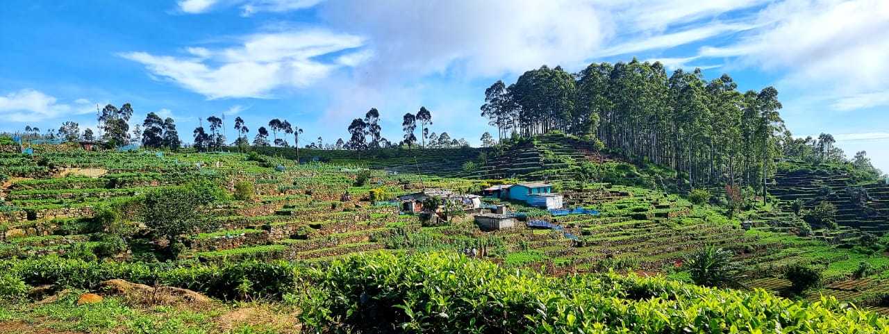 Haputale  ⇌ St. Catherine